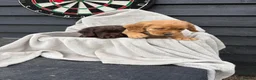 Cocker Spaniel dogs for sale: 2 cocker spaniels puppys available  - Advert 4
