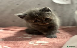 Mixed Breed cats for sale: 5 mixed kittens for sale! - Image 13