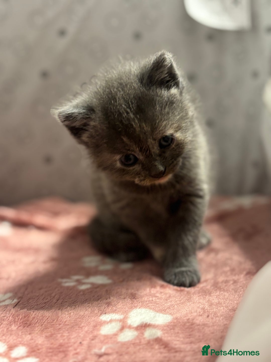 Mixed Breed cats for sale: 5 mixed kittens for sale! - Image 13