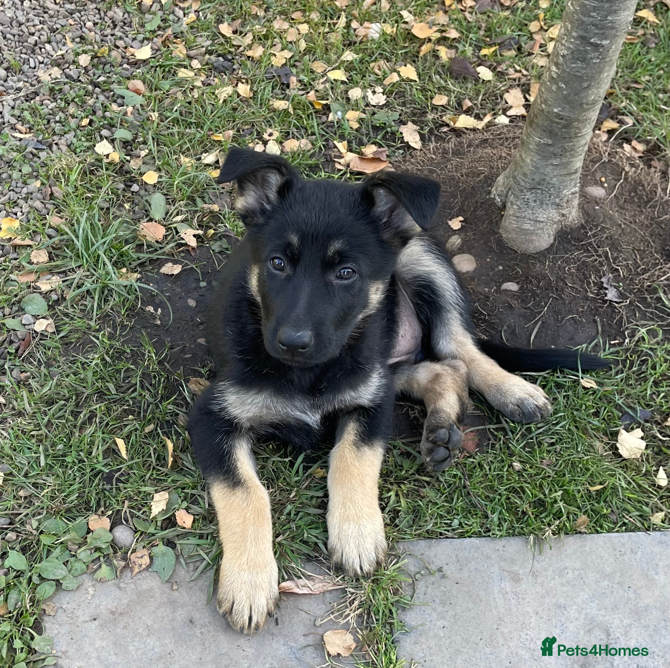 German Shepherd dogs STRAIGHT BACKED WORKING / PROTECTION DOGS - Advert 2