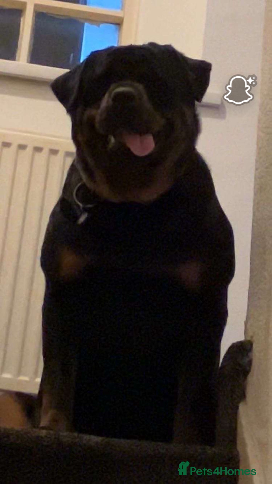 Rottweiler dogs for sale: Rottweiler Puppies  - Image 27
