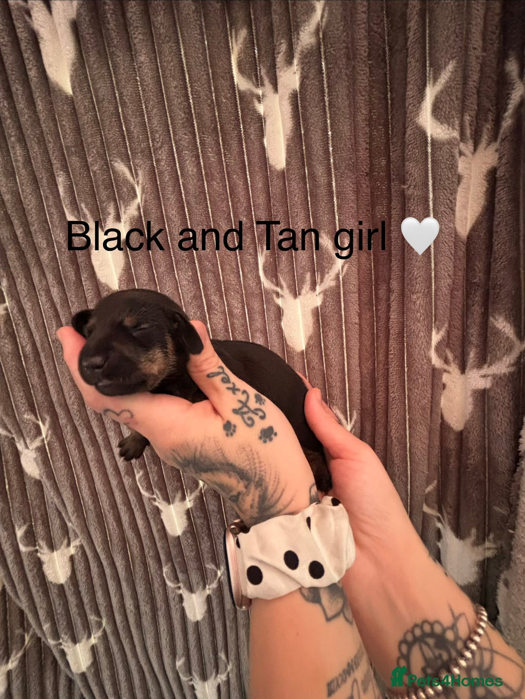 Dachshund dogs for sale: Tweenie dachshund puppies  - Image 1