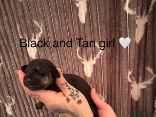 Dachshund dogs Tweenie dachshund puppies - Advert 5