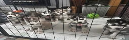 Siberian Husky dogs for sale: All Pups Now Reserved 🐾 - Advert 2