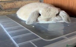 Mini Lop rabbits for sale: Beautiful mini lop baby girl - Image 2