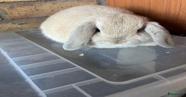 Mini Lop rabbits - Advert 4