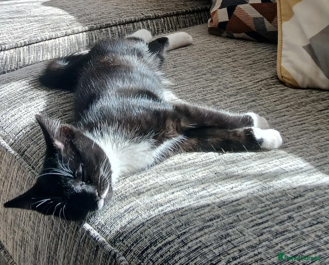 Domestic Shorthair cats for sale: Here's Holly?! in Hemel Hempstead - Advert 2