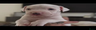 Staffordshire Bull Terrier 2 girl