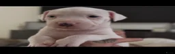 Staffordshire Bull Terrier dogs for sale: 🐾 Only 3 beautiful puppies remaining! 🐾 - Advert 9