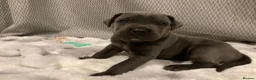 Cane Corso dogs for sale: Outstanding Cane Corsos | Champion Lines in Sheffield - Advert 5