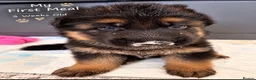 German Shepherd dogs for sale: EXCEPTIONAL KC REG GERMAN SHEPHERD PUPPIES - Advert 9