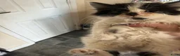 Mixed Breed cats for sale: Gorgeous kittens for sale  - Advert 5