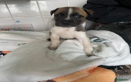 Mixed Breed dogs for sale: Bullsky puppies  - Advert 20