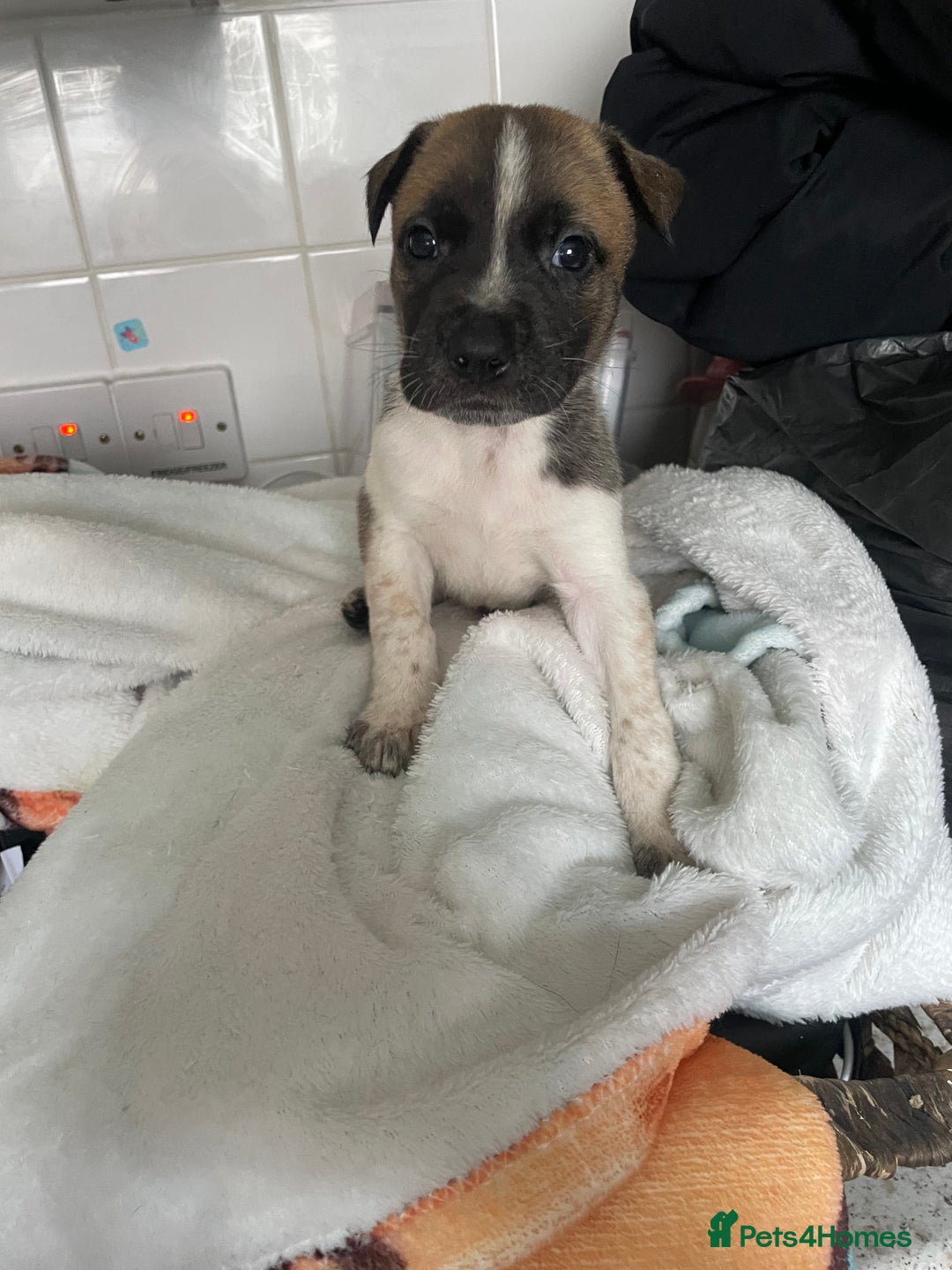 Mixed Breed dogs for sale: Bullsky puppies  - Advert 20