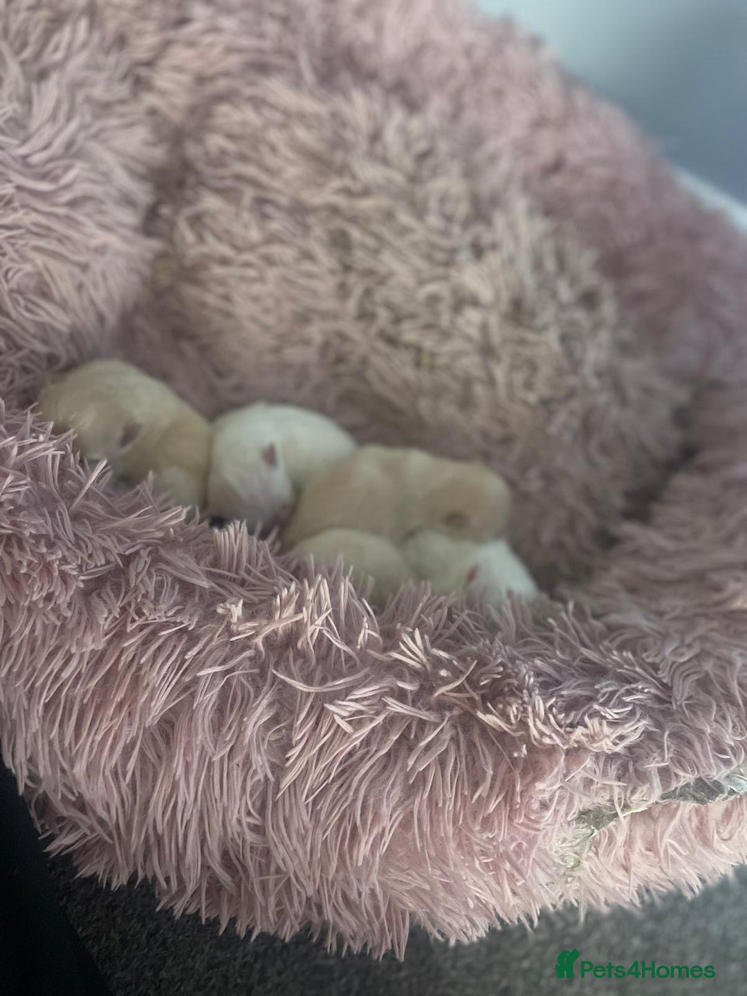 Pomeranian dogs for sale: Beautiful Russian/blue blood line puppies - Advert 4