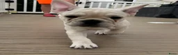 French Bulldog dogs for sale: 🐾 French Bulldog Puppy – 12 Weeks Old 🐾 - Advert 3