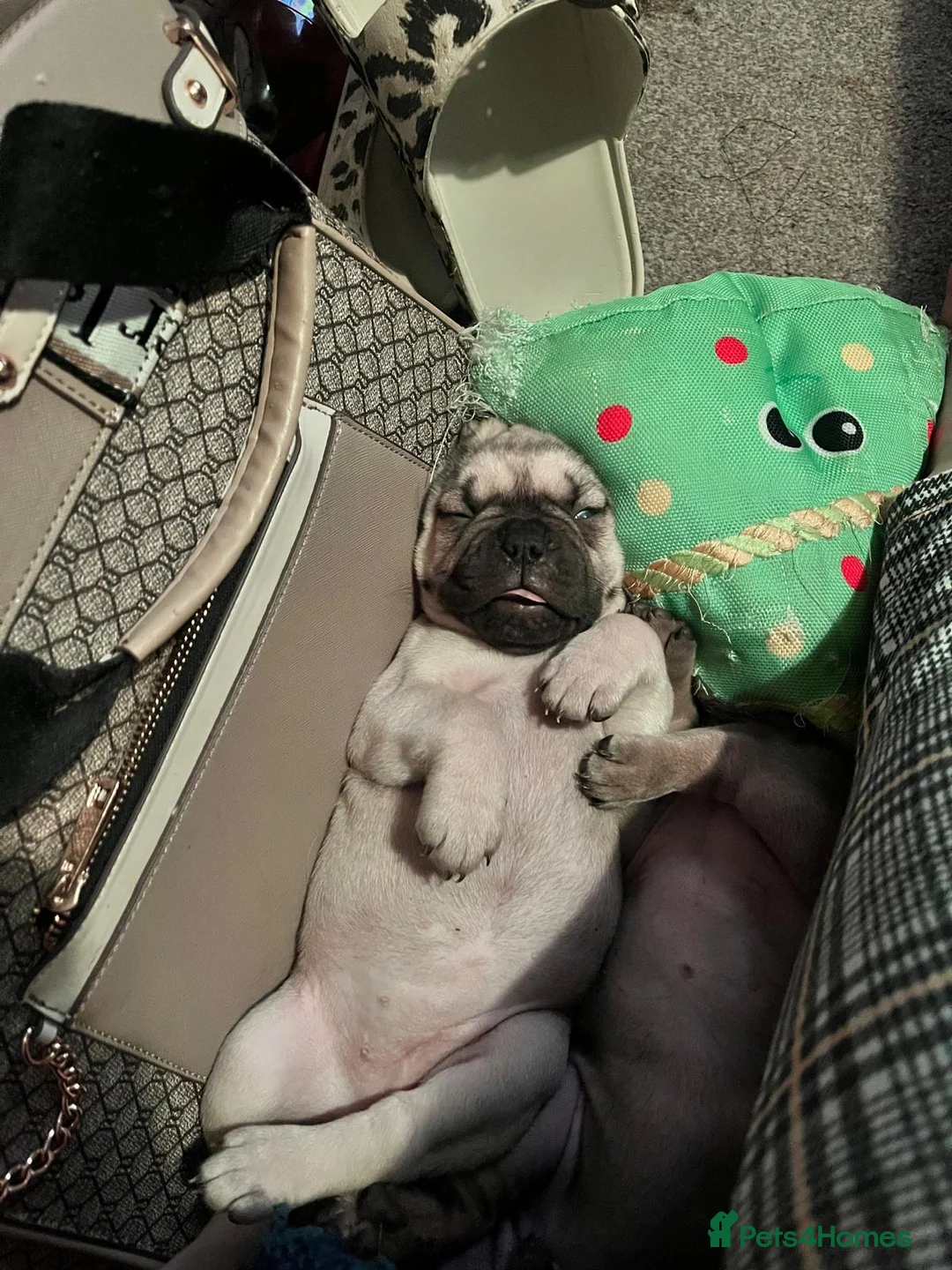 Mixed Breed dogs for sale: 6 lovely oripei cross fenchie puppies  - Advert 17