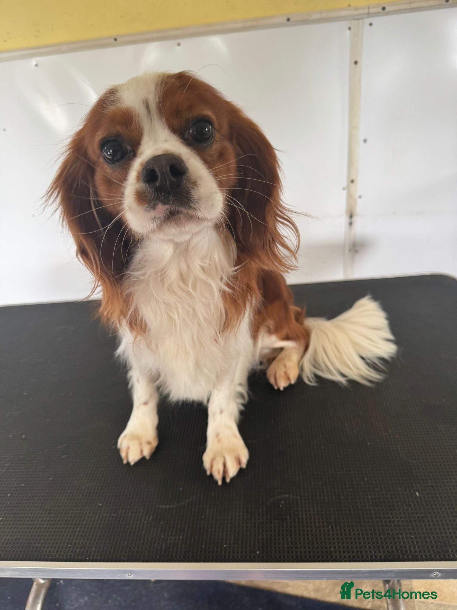Cavalier King Charles Spaniel dogs Blenheim Cavalier King Charles Stud - Advert 13