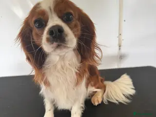 Cavalier King Charles Spaniel dogs Blenheim Cavalier King Charles Stud - Advert 13