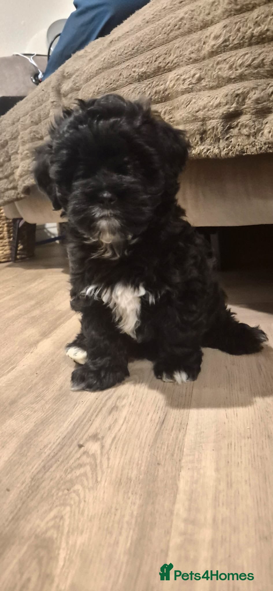 Lhasapoo dogs Lhasapoo LAST BALL OF FLUFF TO GO . HES ALL ALONE  - Advert 3