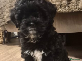 Lhasapoo dogs Lhasapoo LAST BALL OF FLUFF TO GO . HES ALL ALONE - Advert 3