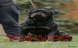 Rottweiler dogs for sale: Stunning kc registered Rottweiler pups.  - Image 1