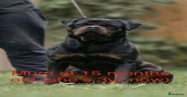 Rottweiler dogs - Advert 6