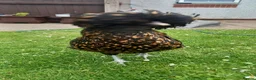 Chickens poultry for sale: Beautiful Polish hen chicken with 18kg food in Holywell - Advert 3