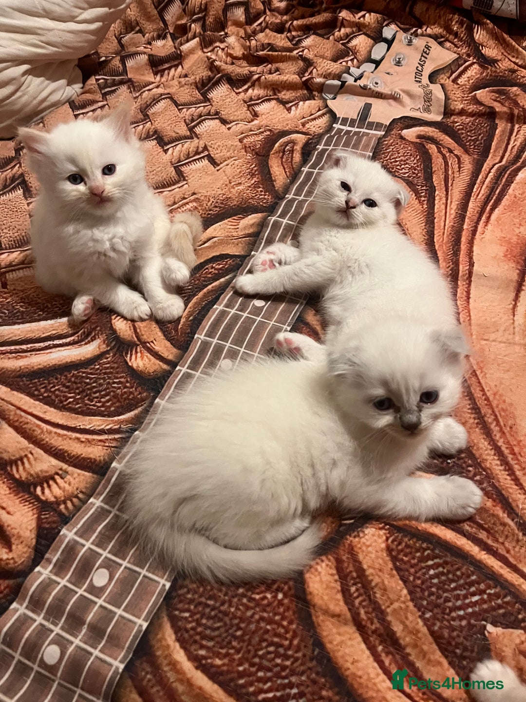 Ragdoll cats for sale: 🐾 Adorable Ragdoll Cross Kittens 🐾 - Advert 17