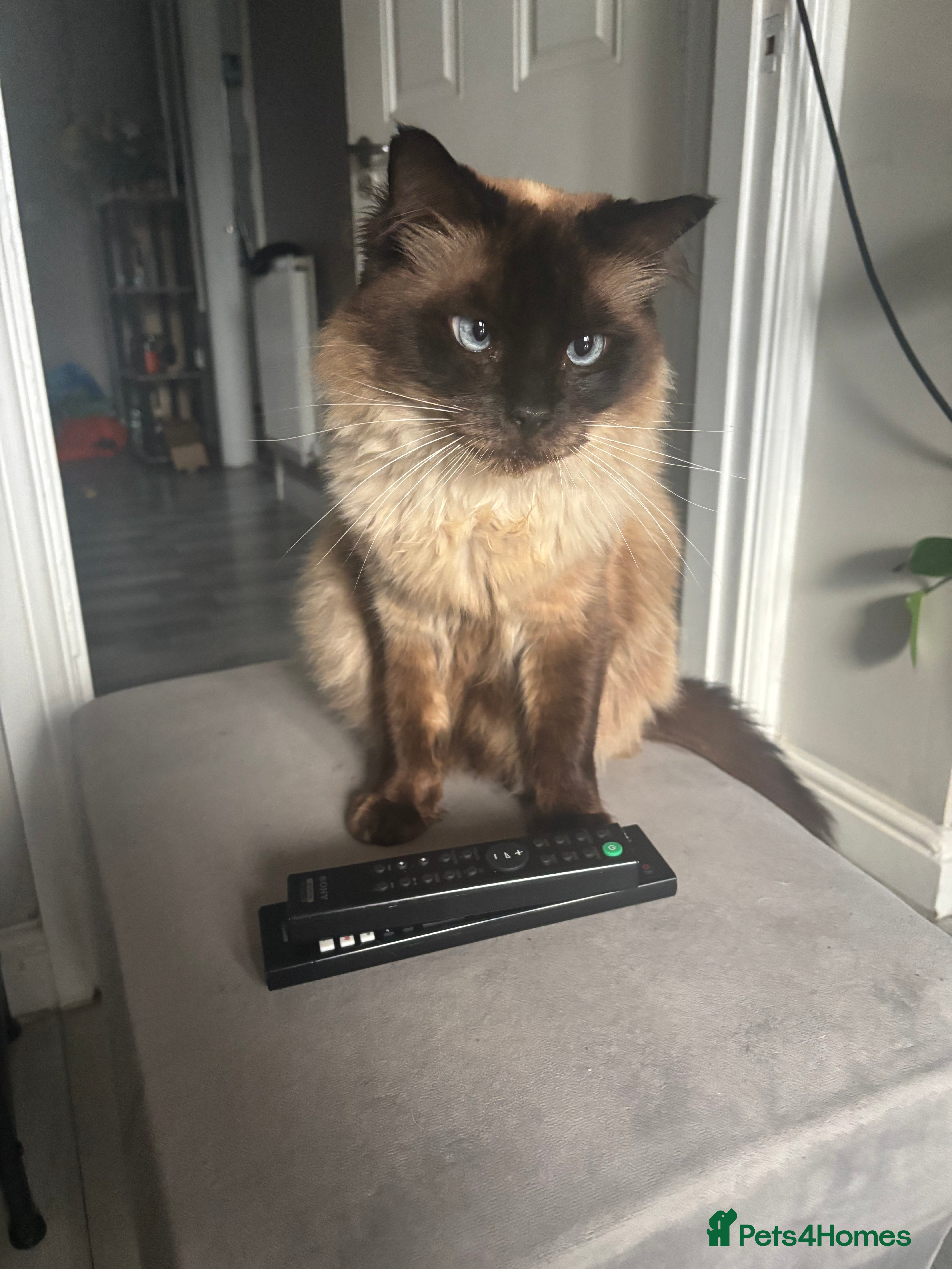 Ragdoll cats for sale: Ragdoll for sale - Advert 3