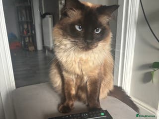 Ragdoll cats for sale: Ragdoll for sale - Advert 3