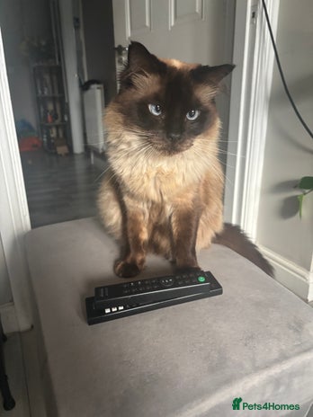 Ragdoll cats - Advert 11