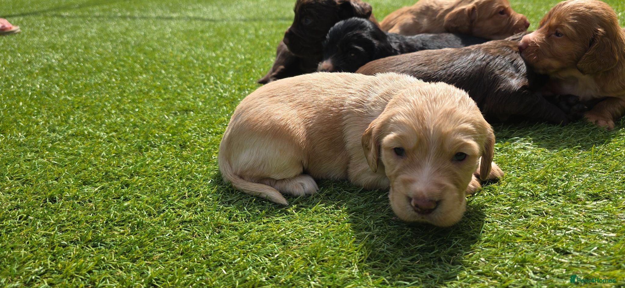Cocker Spaniel dogs Mr Grant Duffy - Advert 1