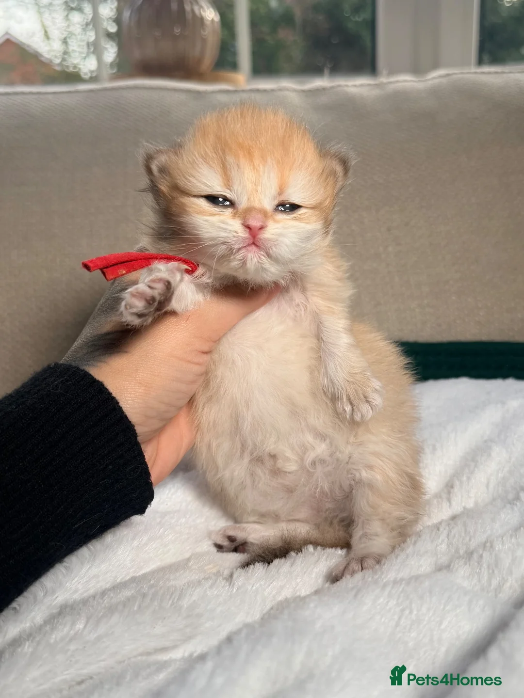 British Longhair cats for sale: Exceptional blh golden kittens  - Advert 1