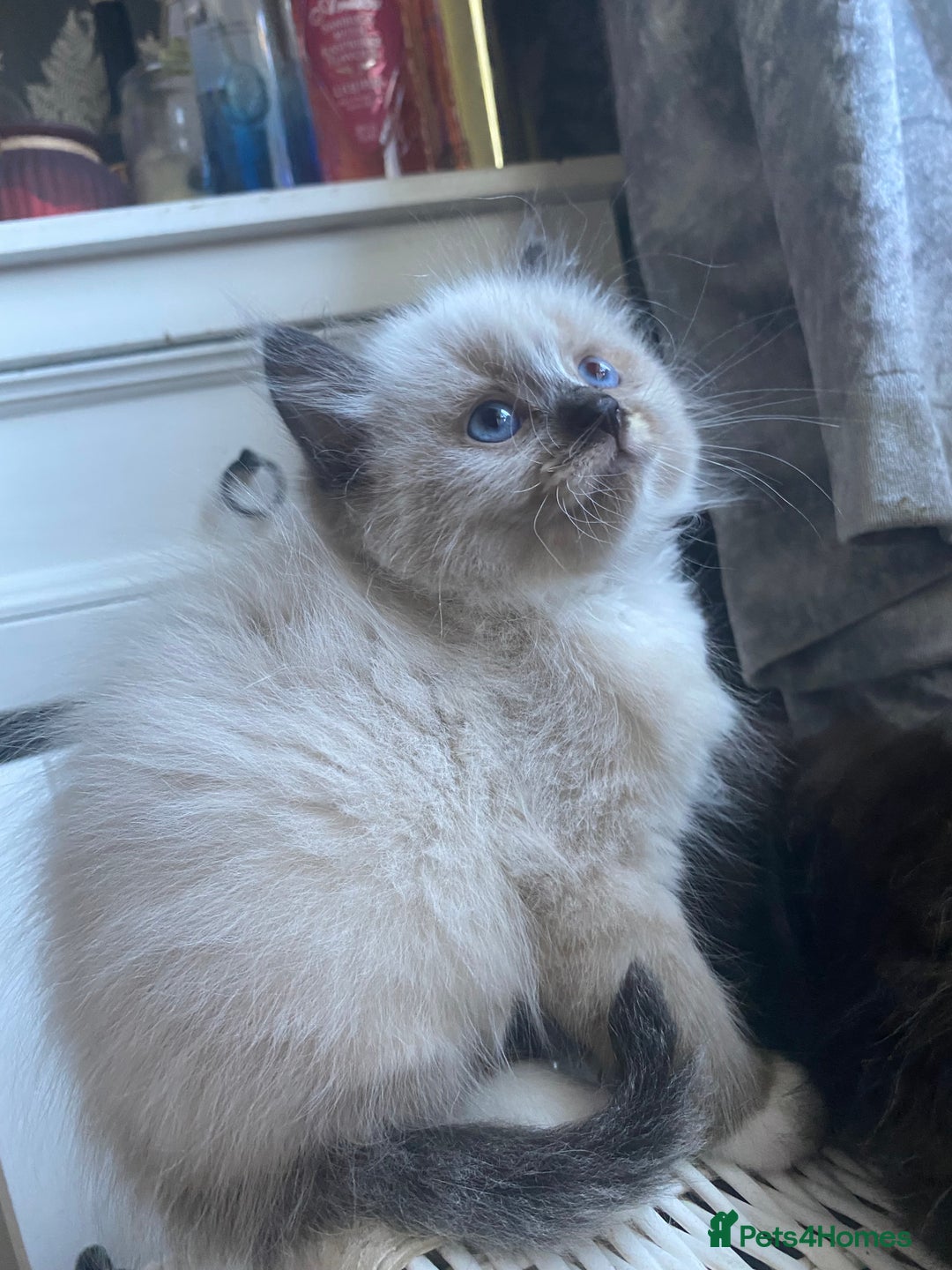 Ragdoll cats for sale: stunning ragdoll kittens - Image 3