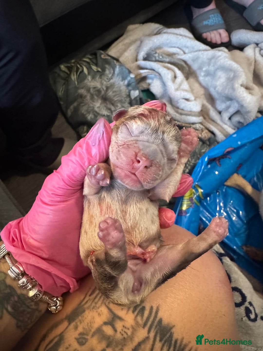 French Bulldog dogs for sale: French bulldog pups - Image 9