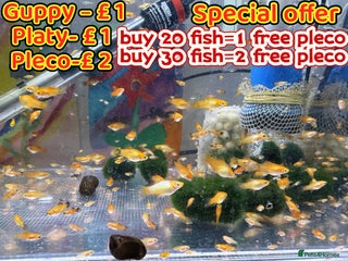 Platies fish in Bromley - Advert 2