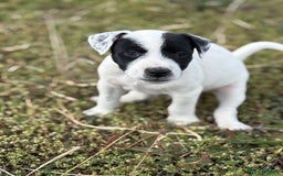 Jack Russell dogs for sale: Jack Russell Dog Puppies - Image 4