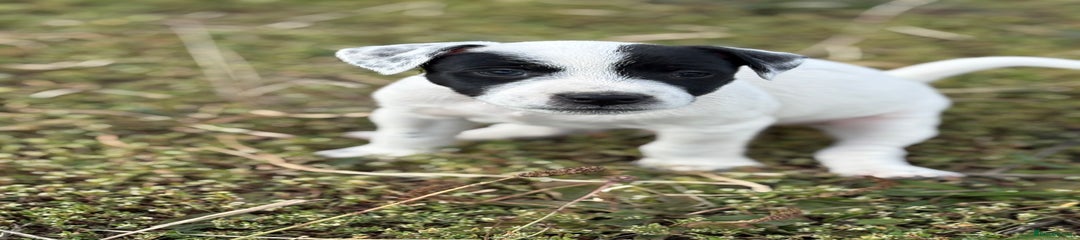 Jack Russell Puppy 1