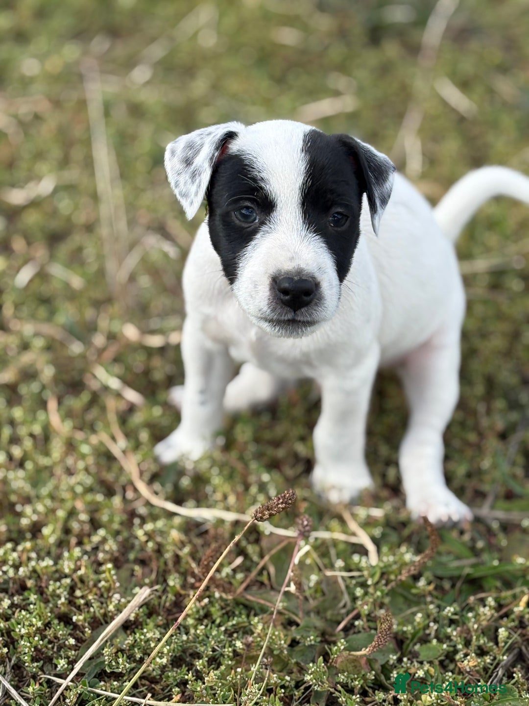 Jack Russell dogs for sale: Jack Russell Dog Puppies - Image 4