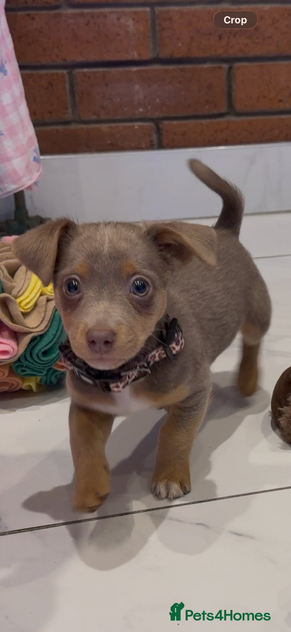 Jack Russell dogs DONJACKS health tested miniature lilac&tan girl - Advert 13