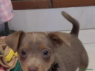 Jack Russell dogs DONJACKS health tested miniature lilac&tan girl - Advert 13