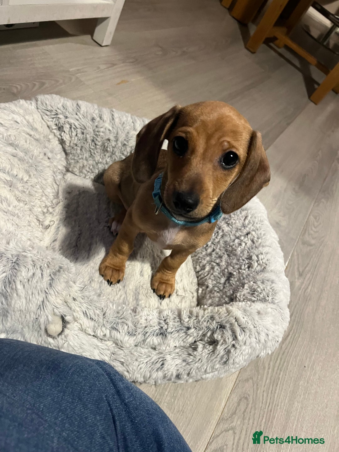 Mixed Breed dogs for sale: Maltese Cross Miniature Dachshund  - Advert 35