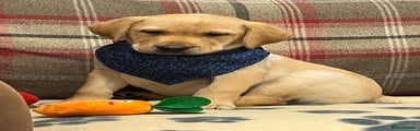 Labrador - Dark blue bandana - Cooper 