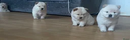 Chow Chow dogs for sale: Beautiful Kc registered chow chow puppies - Advert 10
