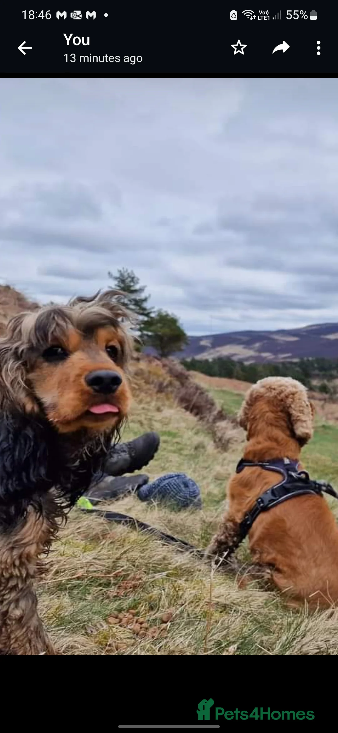Cocker Spaniel dogs for stud: Health tested KC show Cocker Spaniel for stud - Advert 20