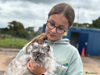 Persian cats Chinchilla Persians - Advert 4