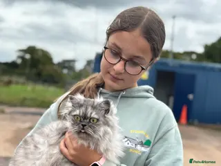 Persian cats Chinchilla Persians - Advert 1