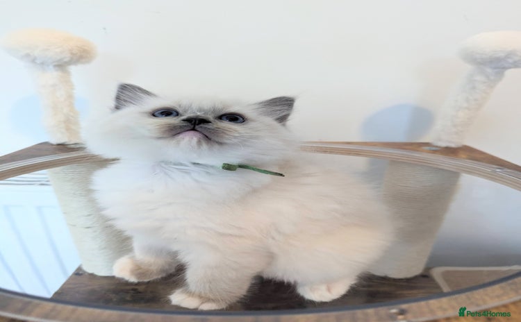 Ragdoll cats - Advert 2