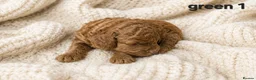 Cockapoo dogs for sale: Cockapoo  in Wolverhampton - Advert 7